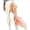 Our Generation From Hair to There Palomino Paint Horse Accessory Set for 18" Dolls 1 Our Generation From Hair to There Palomino Paint Horse Accessory Set for 18" Dolls -Our Generation Store unnamed file 17